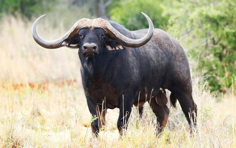 Интересные факты о буйволах