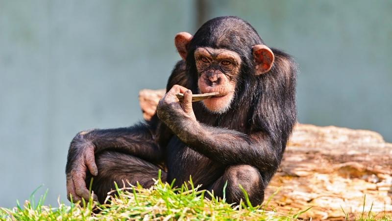 Интересные факты об обезьянах