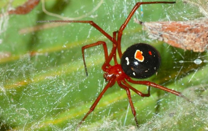 Самые опасные пауки - INFOnotes