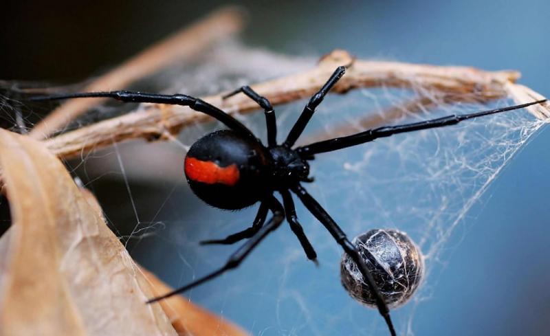 Самые опасные пауки - INFOnotes