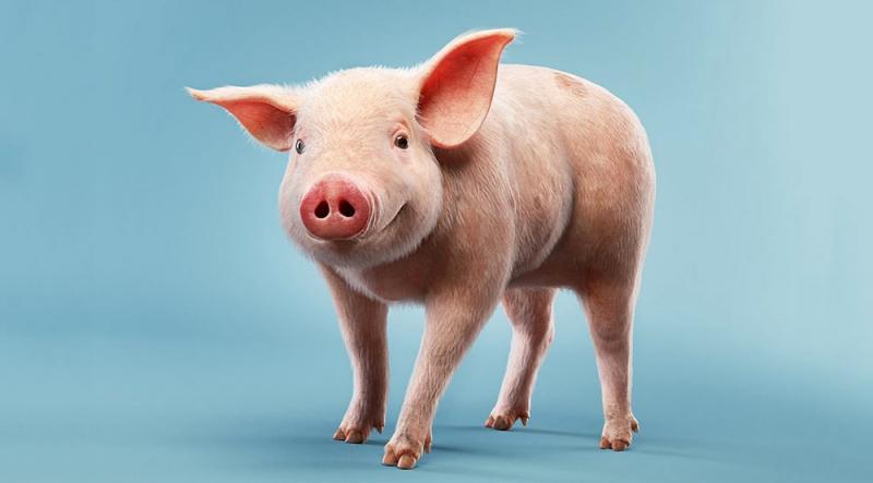 Интересные факты о свиньях - INFOnotes