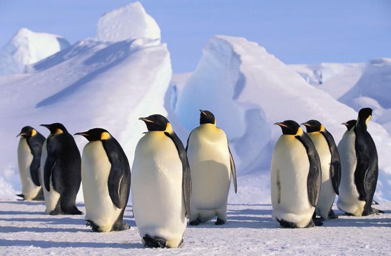Интересные факты об Антарктиде - INFOnotes