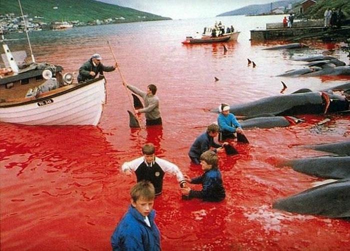 Массовое убийство черных дельфинов в Дании - INFOnotes