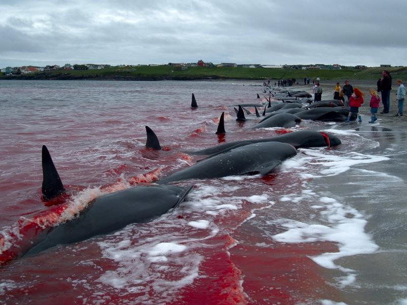 Массовое убийство черных дельфинов в Дании - INFOnotes