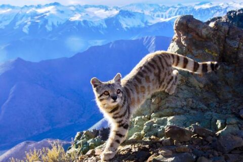 Андская горная кошка