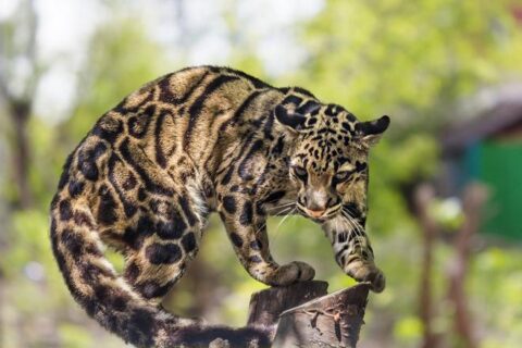 Борнейский дымчатый леопардовый кот