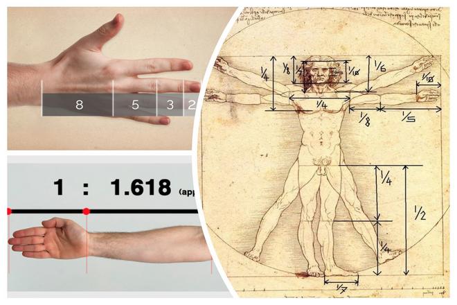 зависимость пропорций человеческого тела последовательность Фибоначи