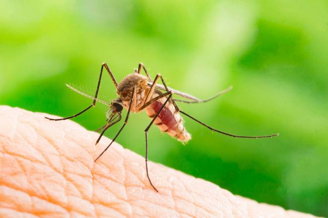 болезни переносимые комарами