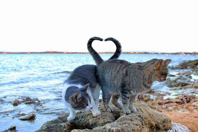 кошки могут пить морскую воду