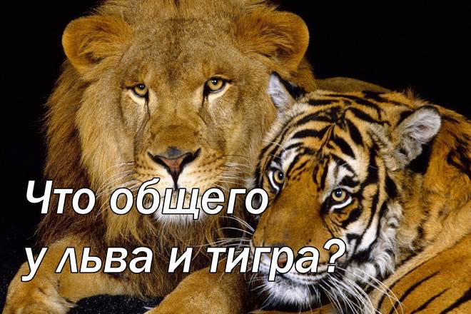 Что общего у льва и тигра?
