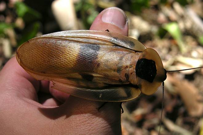 Южноамериканский гигантский таракан Blaberus giganteus