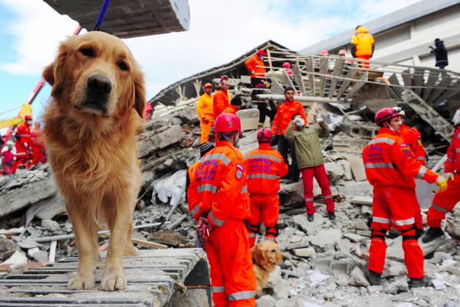 собаки реагируют на землетрясения