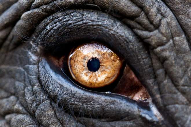 Глаз индийского слона