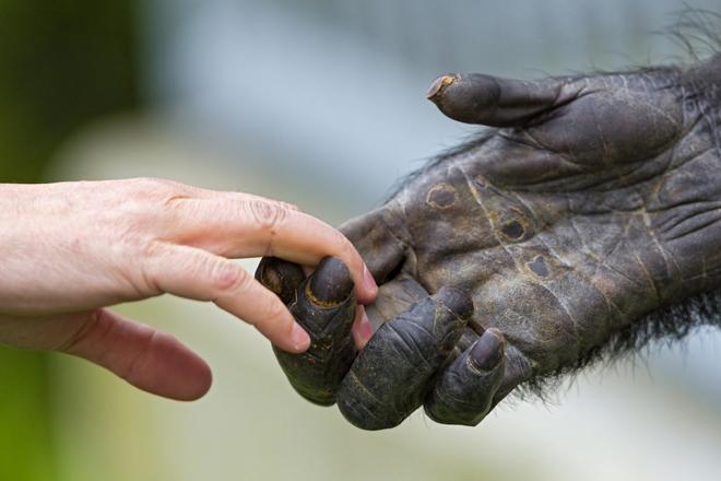 рука человека рука обезьяны