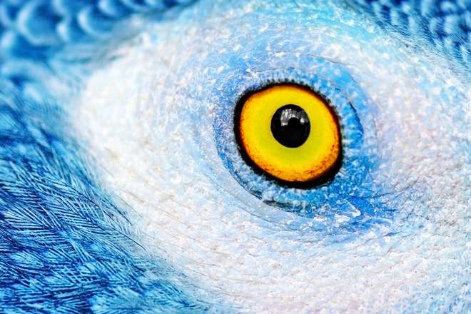 глаз голубого попугая
