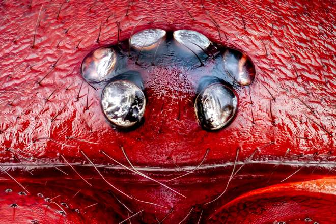 Глаз красного паука-мокрицы