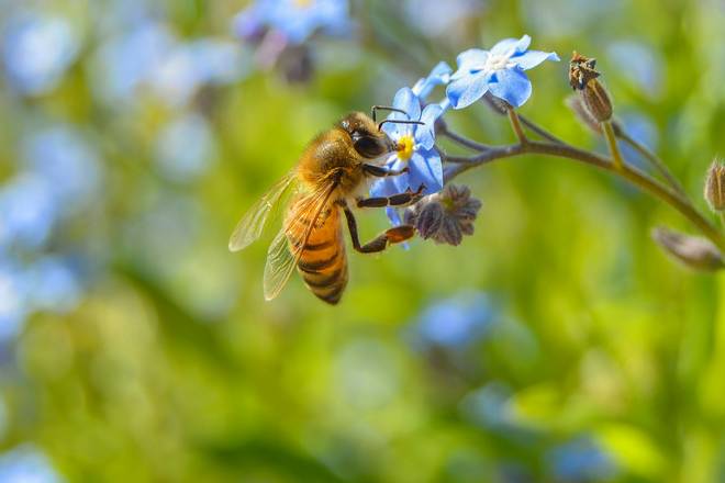 пчела опыляет цветок
