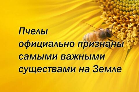 Пчелы официально признаны самыми важными существами на Земле