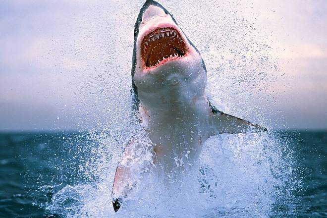 галеофобия боязнь акул