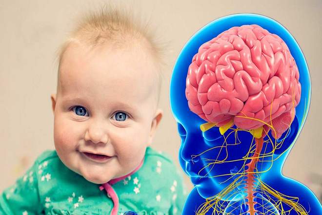 Основное количество нейронов у людей есть с рождения