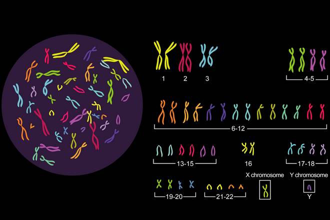 секреты хромосом