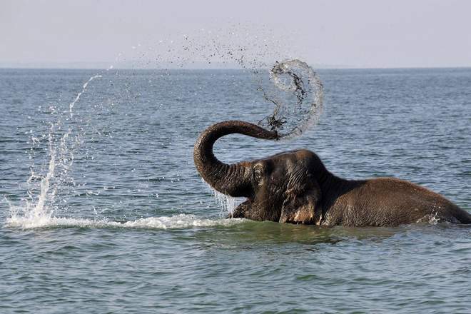 Слоны пловцы на длинные дистанции