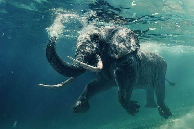 Могут ли слоны плавать?