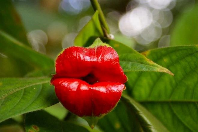В Центральной и Южной Америке есть цветок под названием Психотрия, который выглядит как губы, покрытые помадой.