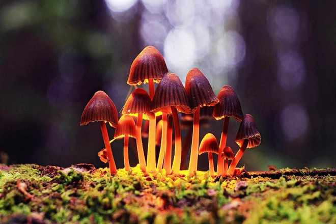 Почему грибы производят препараты, изменяющие сознание