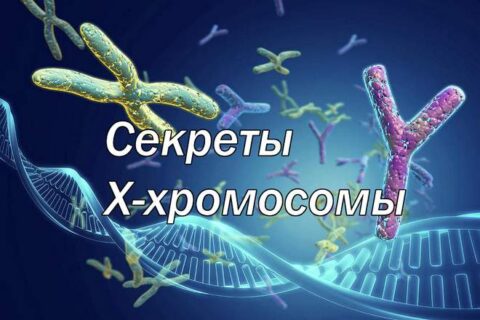 Секреты Х-хромосомы