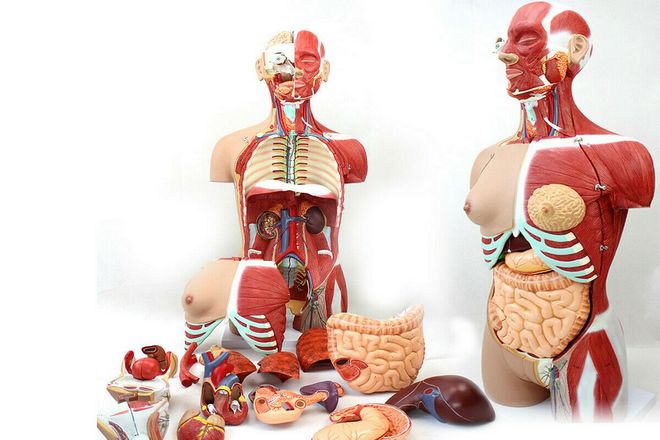 Список органов человеческого тела