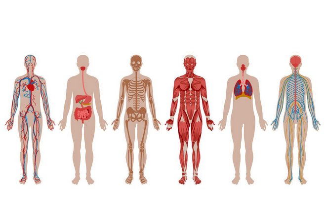 Список органов человеческого тела