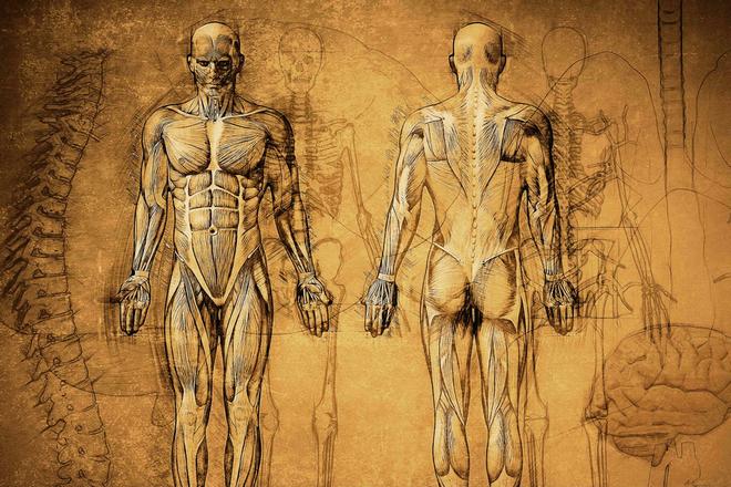Основные различия в подсчете органов человеческого тела