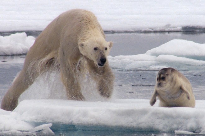 Белые медведи - плотоядные животные, питающиеся в основном тюленями