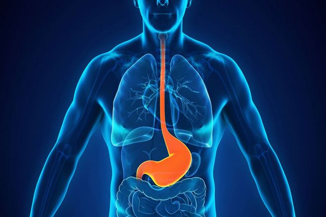 желудок - один из основных органов человеческого тела