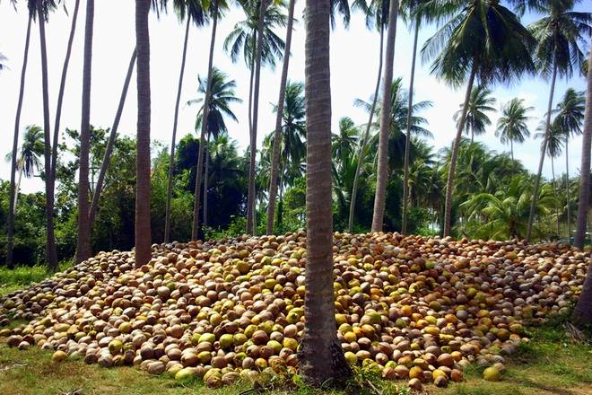 Филиппины крупнейший производитель кокосов