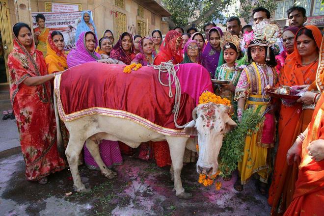 Животные - это святое для индуистов