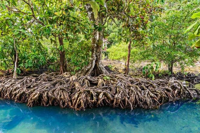 В Бангладеш находится самый большой в мире мангровый лес