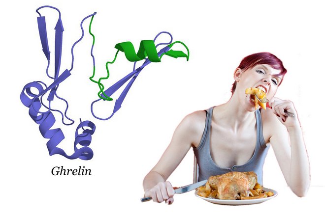 Грелин, иногда известный как "гормон голода". Он вырабатывается желудком, когда вы некоторое время не ели, и поступает в мозг, разжигая ваш аппетит