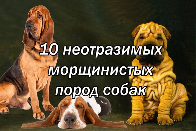 10 неотразимых морщинистых пород собак