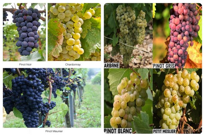 Какие сорта винограда используются в шампанском по сравнению с просекко?