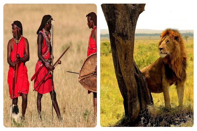 Африканская охота масаи на льва