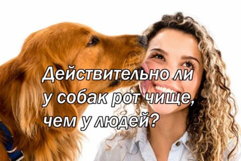 Действительно ли у собак рот чище, чем у людей?