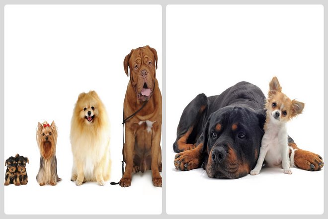 Это не единственная причина, по которой более крупные  собаки живут сжатой жизнью. Крупные собаки также более склонны к раку из-за их быстрого роста, а также из-за некоторых проблем со здоровьем. Таких как скелетно-мышечные и желудочно-кишечные расстройства. По-видимому, это побочный эффект быстрого селекционного разведения.