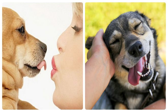 Собаки также могут передавать менингит через Pasteurella multocida, часто обнаруживаемую у них во рту. По некоторым оценкам, от 10 до 15 процентов укусов собак (и половина укусов кошек) приводят к инфекции. Так что, возможно, укус собаки хуже, чем ее лай. И в очень редких случаях его язык хуже всего.