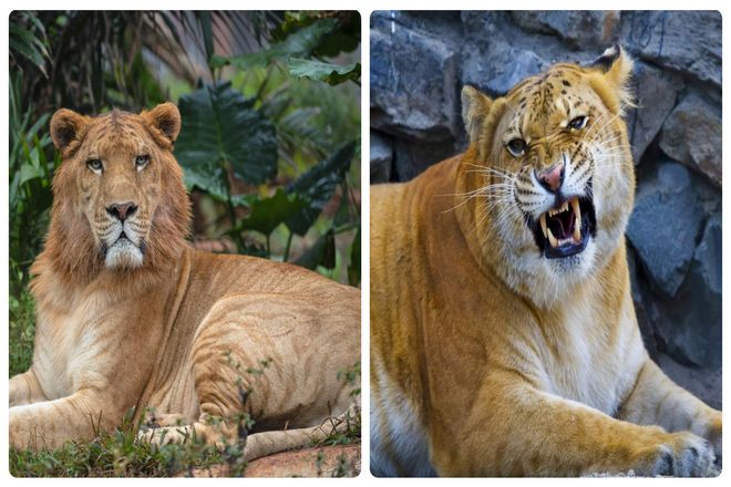 Отпрыск самца льва и самки тигра, лигр - большая кошка золотистого цвета с пятнами на лбу. Бледными полосами вдоль спины. И у некоторых самцов, с рудиментарной гривой. Эти массивные кошки, весящие в среднем около 450 килограммов и стоящие на задних лапах почти 3,6 метра в высоту. Они имеют более крупные, толстые кости и более длинные зубы, чем у львов и тигров.