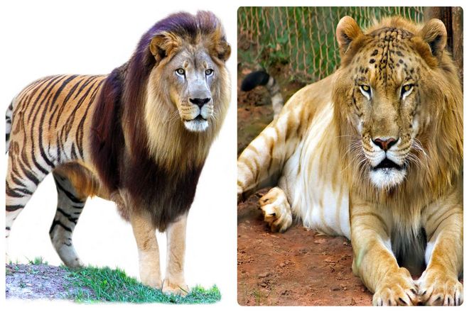 Тигоны - результат спаривания самца тигра с самкой льва. Сталкиваются с аналогичными проблемами. Хотя тигон и не так популярен, как лигр. Когда-то он был предпочтительным гибридом большой кошки. Но в последнее время впал в немилость из-за трудностей с разведением и значительно меньшего размера.