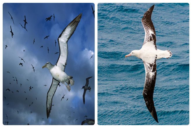 Полет альбатроса - отличный пример того, как птицы способны пользоваться силой потоков воздуха. Чтобы летать на большие расстояния, не изнуряя себя и не затрачивая много энергии.