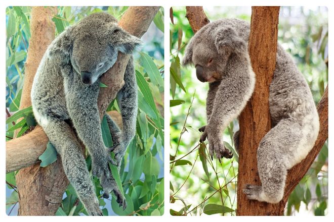 И снова, те коалы, которым удалось выжить, потратив минимум энергии, должны были передать свои гены. Это дало коалам меньший, более энергоэффективный мозг с эволюционным преимуществом. Таким образом, коалы сегодня щеголяют своим крошечным мозгом.