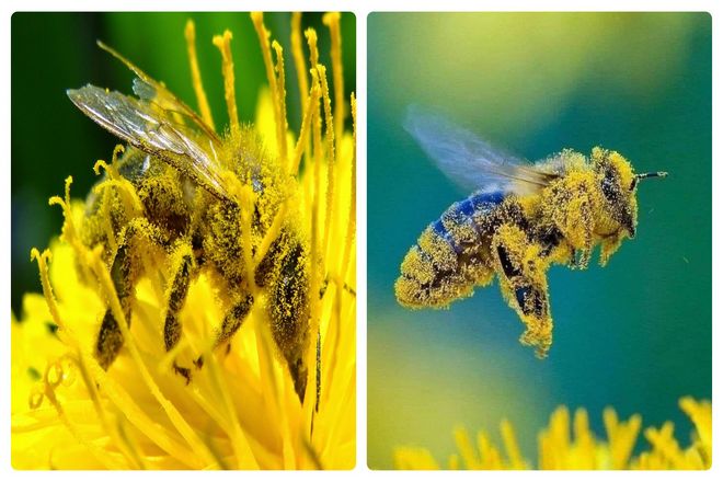 Возможно, самые важные различия между пчелами, шершнями и осами заключаются в их роли в их экосистеме. Опыление - это передача пыльцы от растения к растению. Что приводит к оплодотворению, которое позволяет растениям производить плоды и семена.